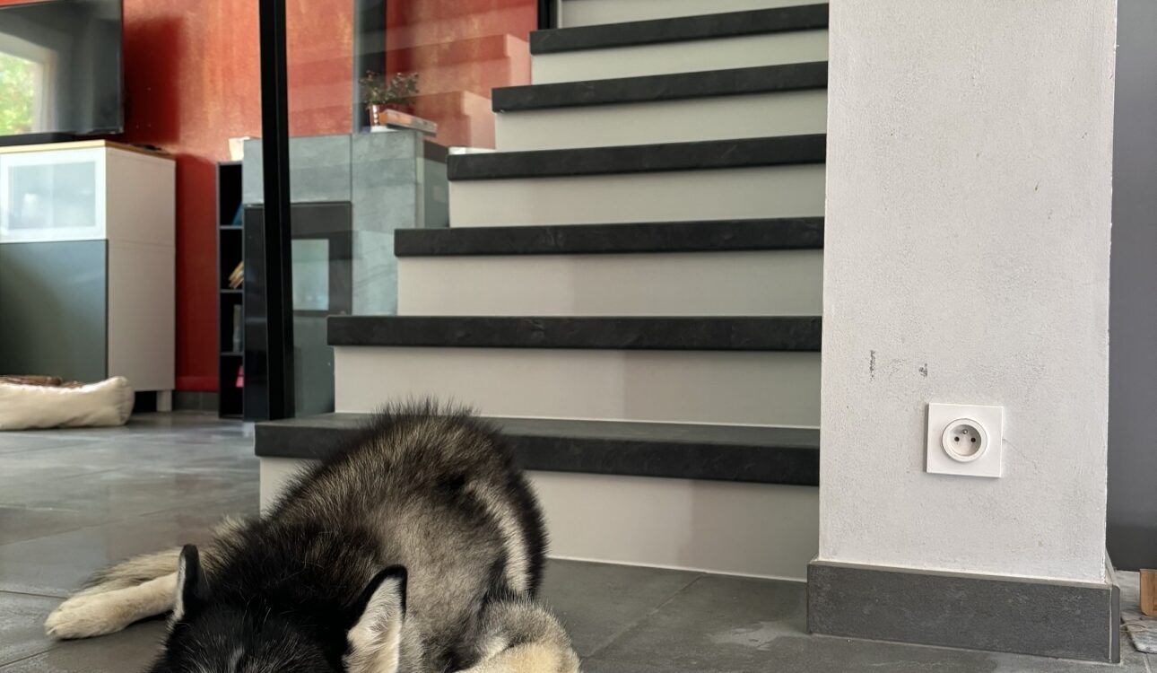 L’Impact des Animaux Domestiques sur les Escaliers : Un Sujet &agrave; ne Pas N&eacute;gliger Pennes-Mirabeau