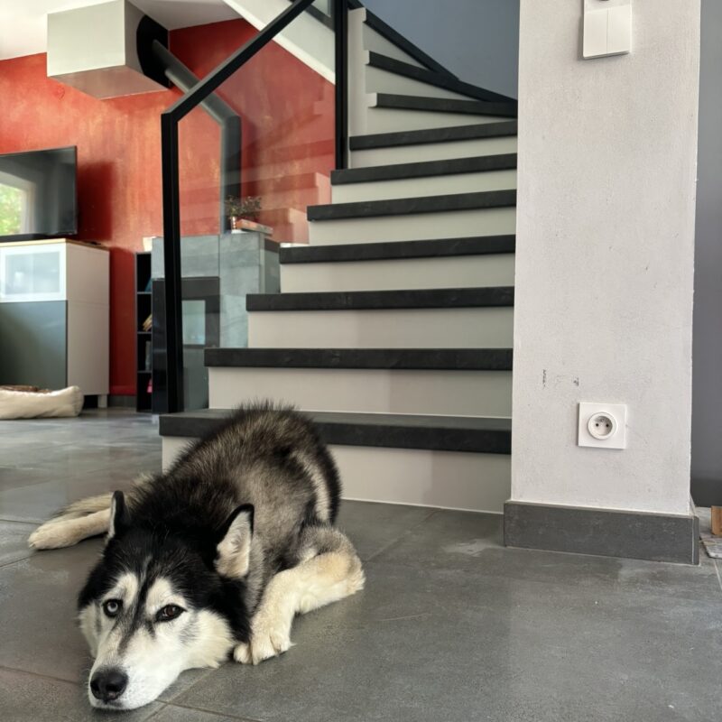 L’Impact des Animaux Domestiques sur les Escaliers : Un Sujet &agrave; ne Pas N&eacute;gliger Pennes-Mirabeau